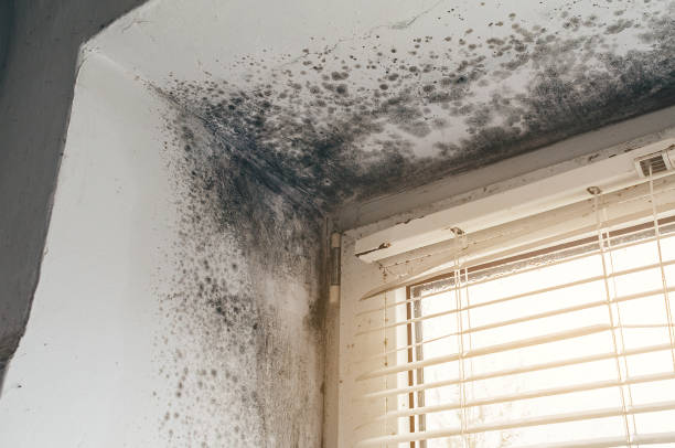 Affordable Mold Inspection And Testing solutions in Broomes Island, MD
